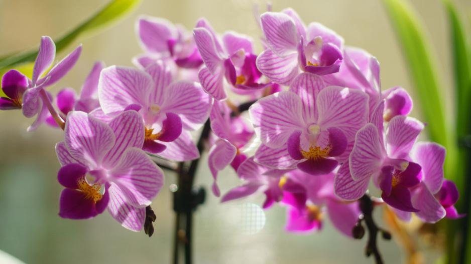 Péče o orchideje.