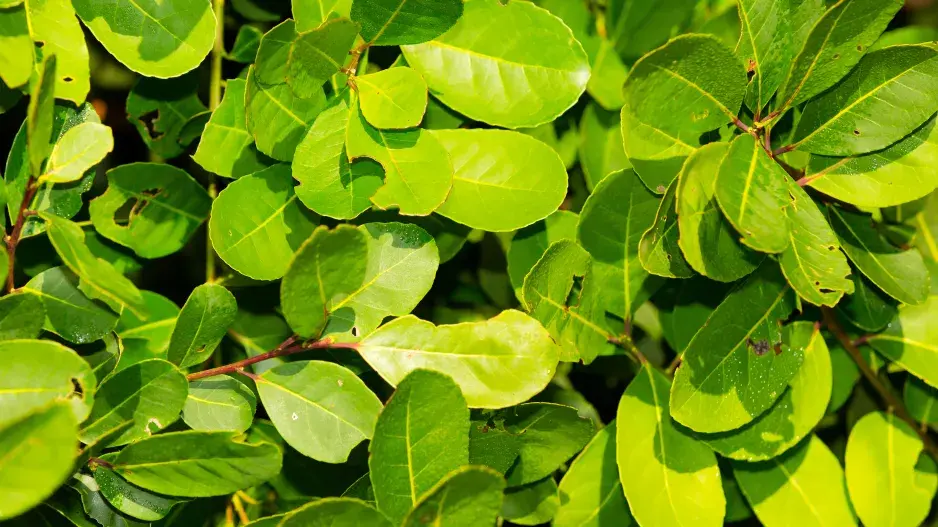 cesmína paraguajská