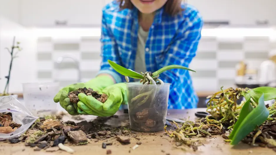 Přesazování orchidejí. Přesazování orchidejí.