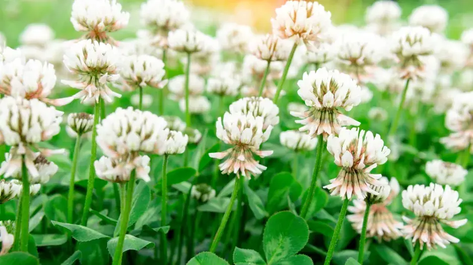 Jetel plazivý (Trifolium repens)