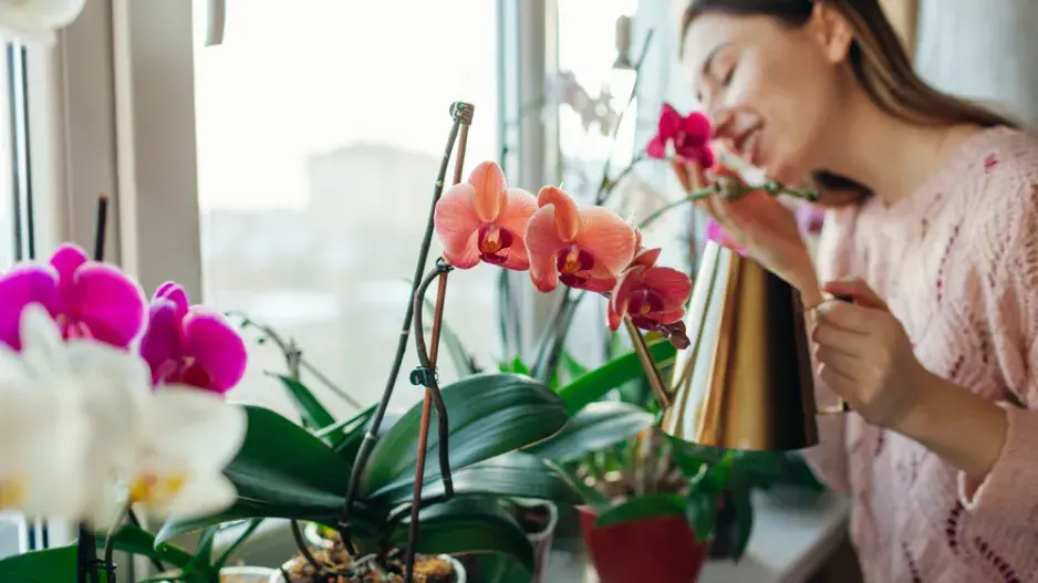 Jak pečovat o orchideje.