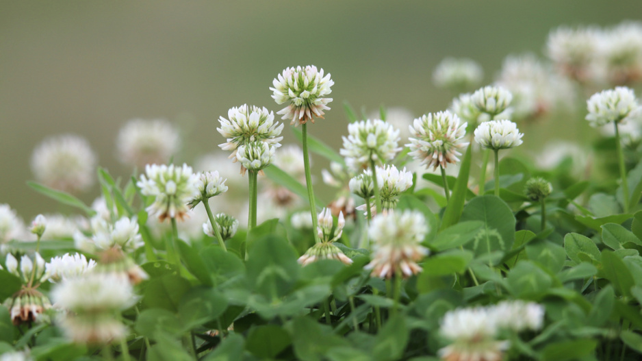 Jetel plazivý (Trifolium repens)