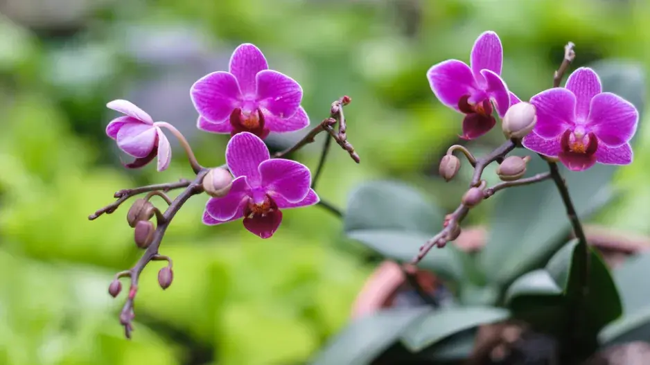 Péče o orchideje. Péče o orchideje.