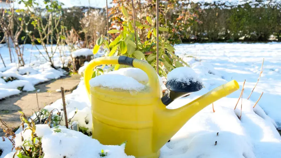 Hnojení rostlin v zimě