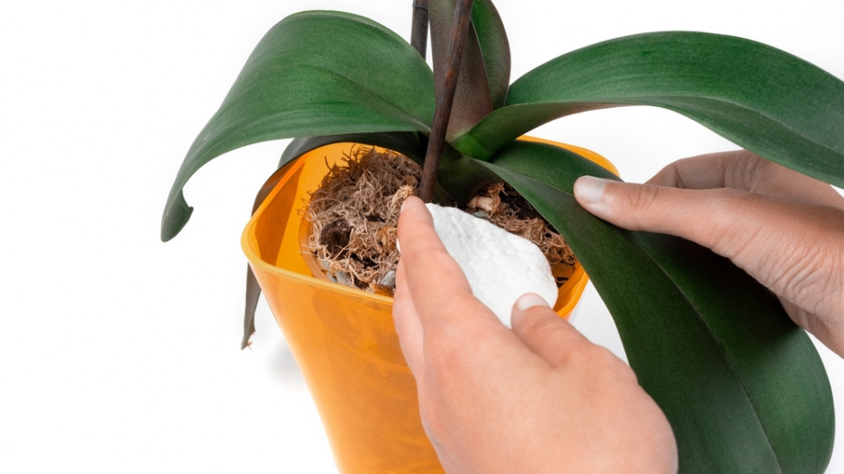 orchidej