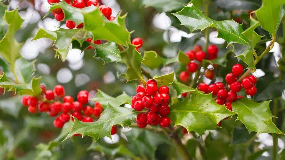 cesmína ostrolistá