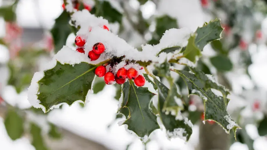 cesmína ostrolistá