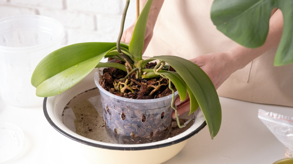 orchidej