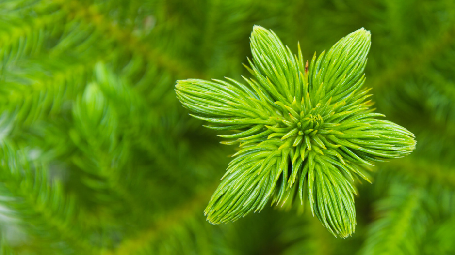 Araukárie (Araucaria heterophylla)