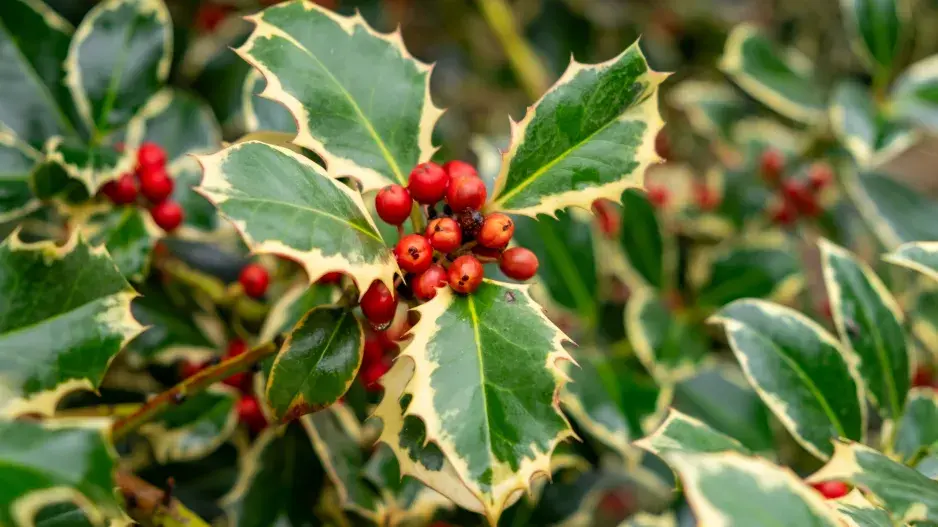 cesmína ostrolistá