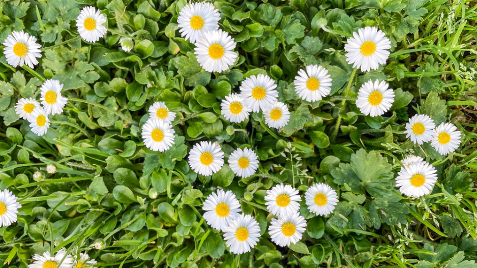 Sedmikráska obecná (Bellis perennis)