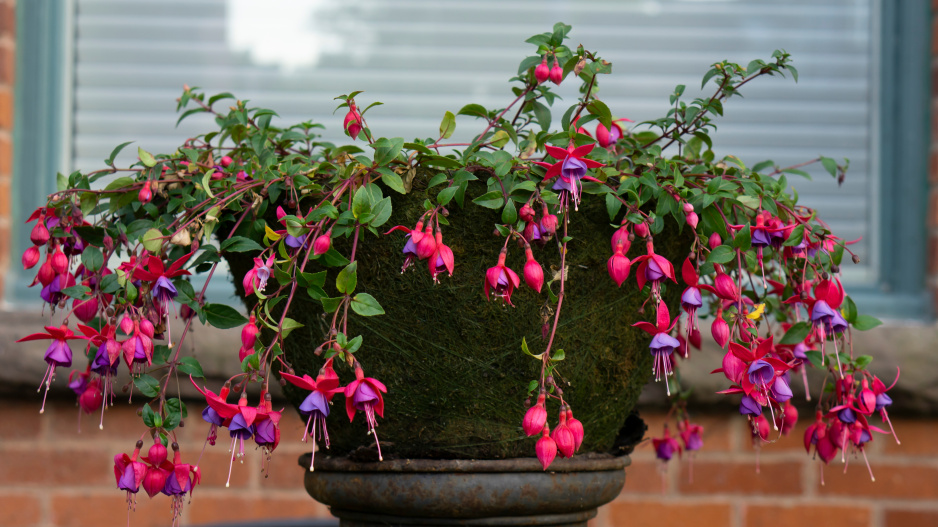 fuchsie