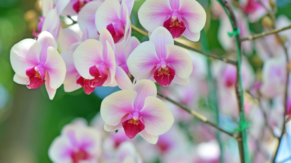 orchidej