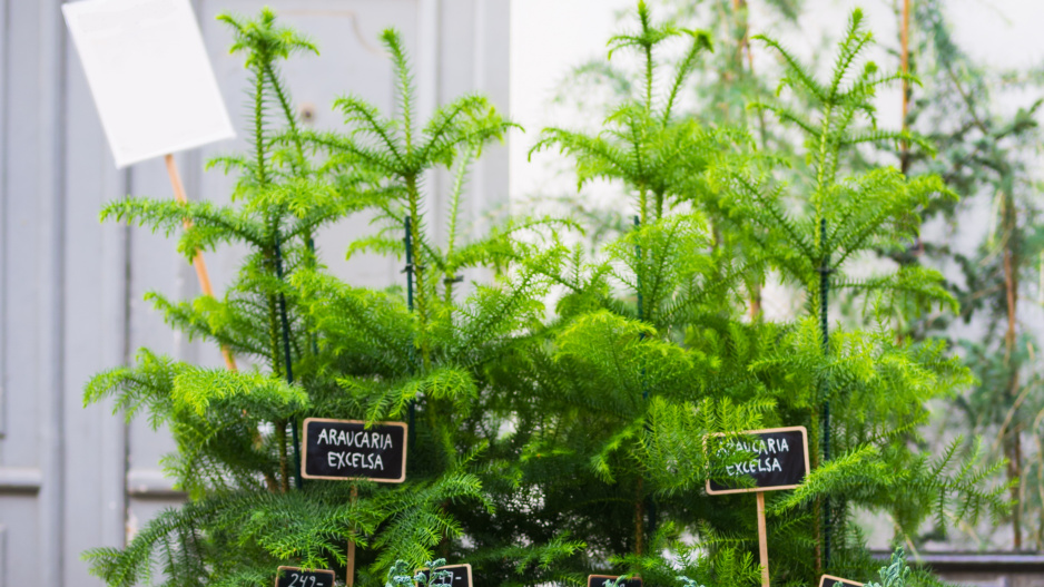 Araukárie (Araucaria heterophylla)