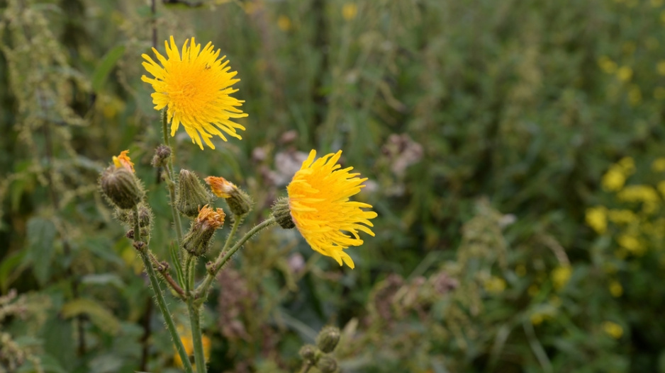 Mléč rolní (Sonchus arvensis)