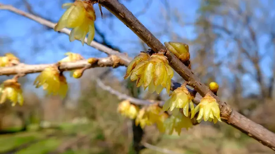 Zimnokvět neboli zimokvět časný (Chimonanthus praecox) Zimnokvět neboli zimokvět časný (Chimonanthus praecox)