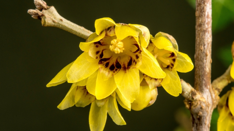 Zimnokvět neboli zimokvět časný (Chimonanthus praecox)