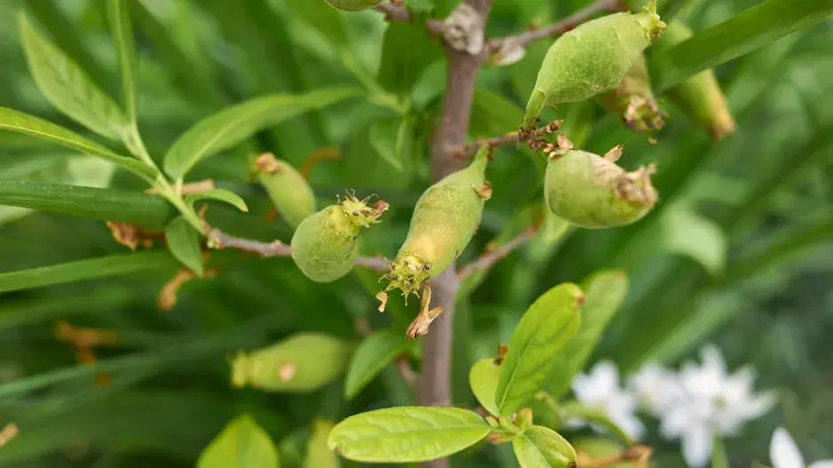 Zimnokvět neboli zimokvět časný (Chimonanthus praecox) Zimnokvět neboli zimokvět časný (Chimonanthus praecox)