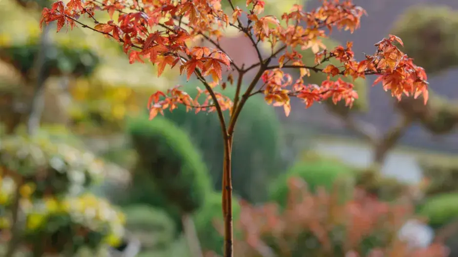 Bonsaj symbolizující podzimní proměnu přírody