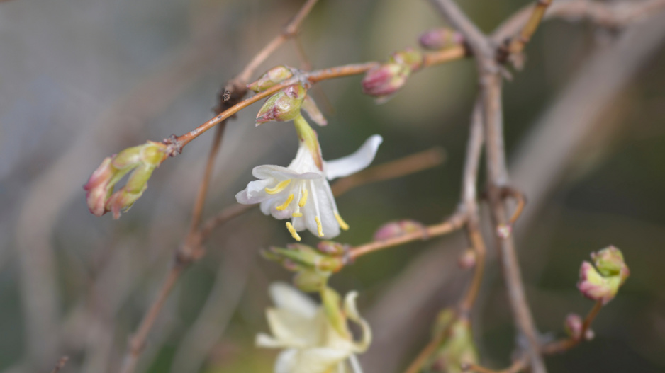 Zimolez vonný či nejvonnější (Lonicera fragrantissima)