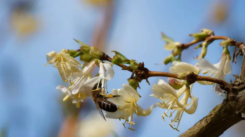 Zimolez vonný či nejvonnější (Lonicera fragrantissima) Zimolez vonný či nejvonnější (Lonicera fragrantissima)