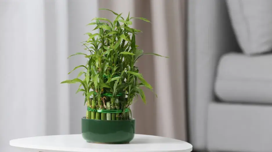 Lucky Bamboo Lucky Bamboo