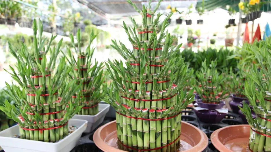 Lucky Bamboo Lucky Bamboo