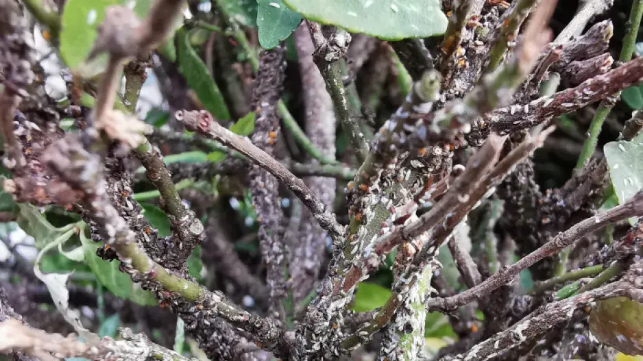 Škůdce štítenka na brslenu