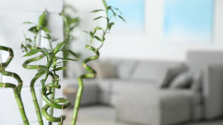 Lucky Bamboo Lucky Bamboo