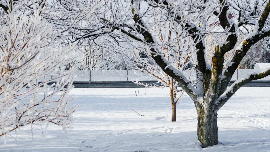 ovocné stromy v zimě