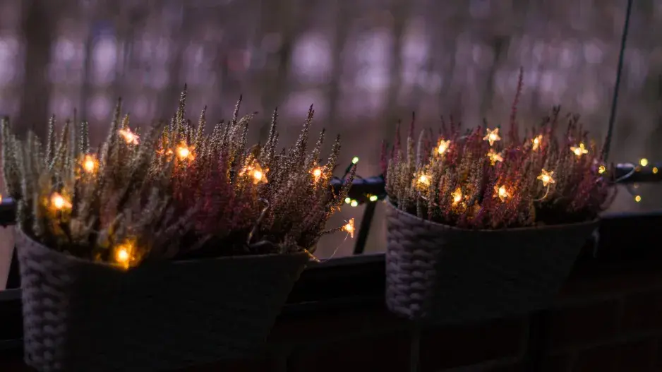 osvětlené vřesy osvětlené vřesy