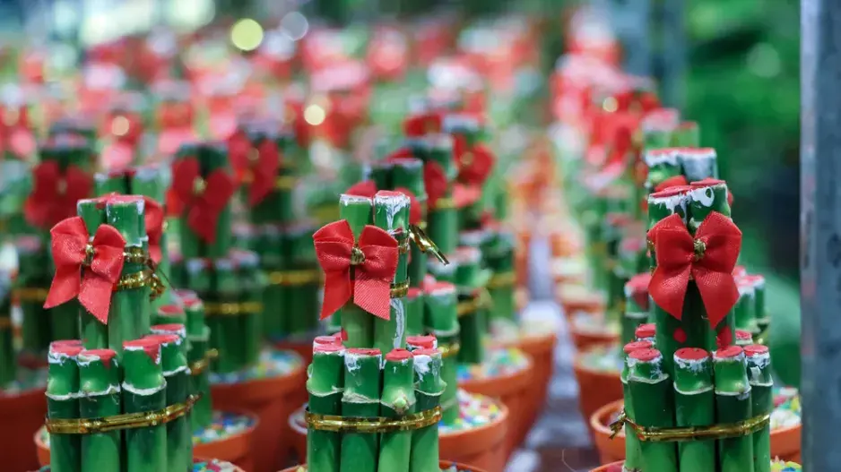 Lucky Bamboo Lucky Bamboo