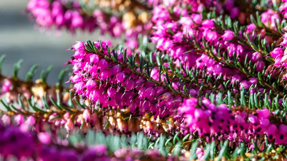 vřesovec darlejský