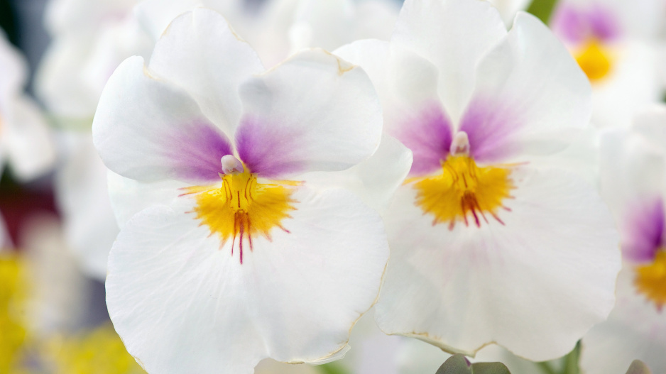 Miltoniopsis