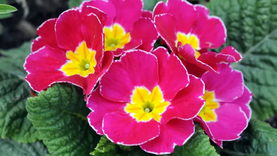 Primule bezlodyžná