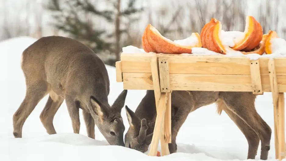 přikrmování lesní zvěř