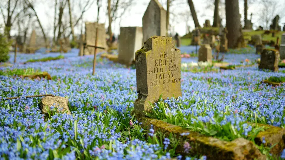 Cibuloviny na hrobě