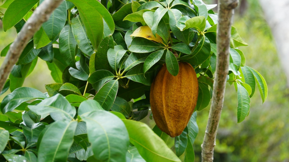 pachira