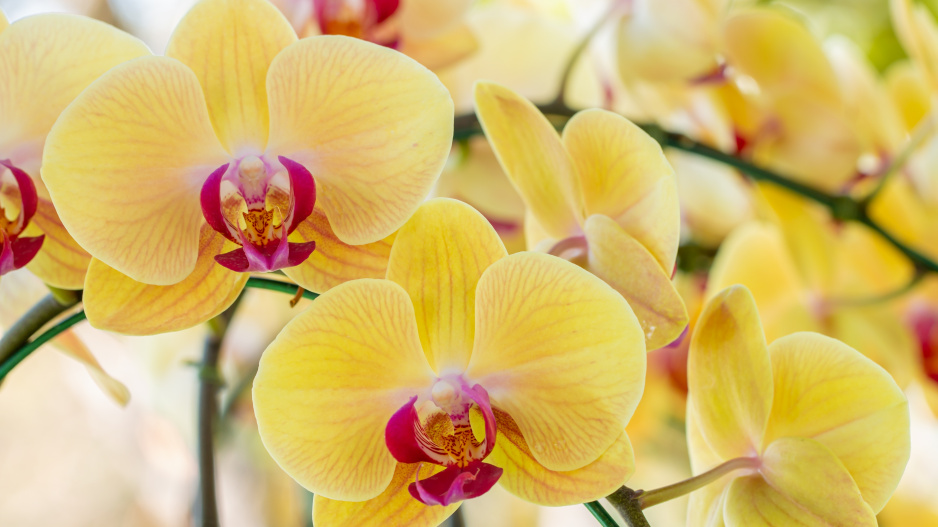 Phalaenopsis