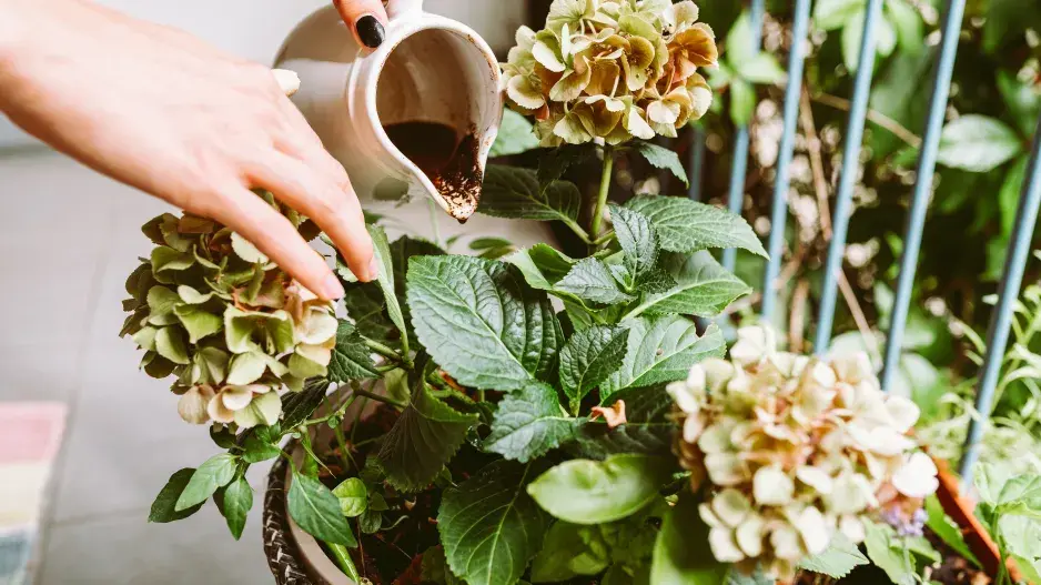 hortenzie kávu milují