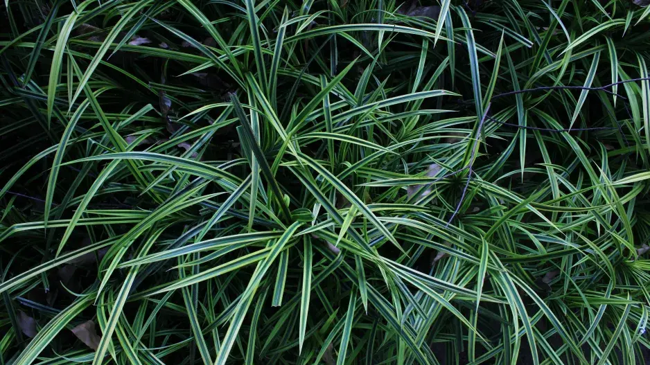 sedoulek se zelenými listy