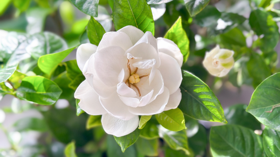 Gardénie
