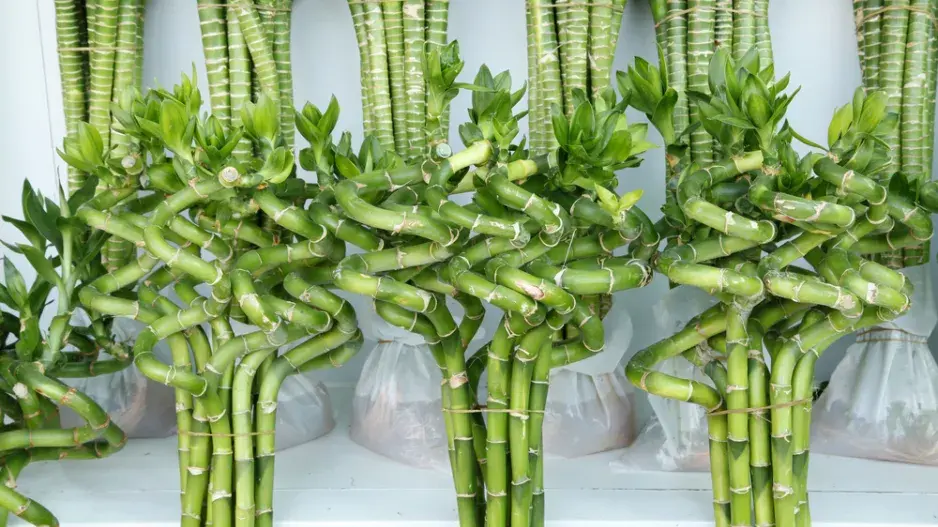 Lucky Bamboo neboli bambus pro štěstí 