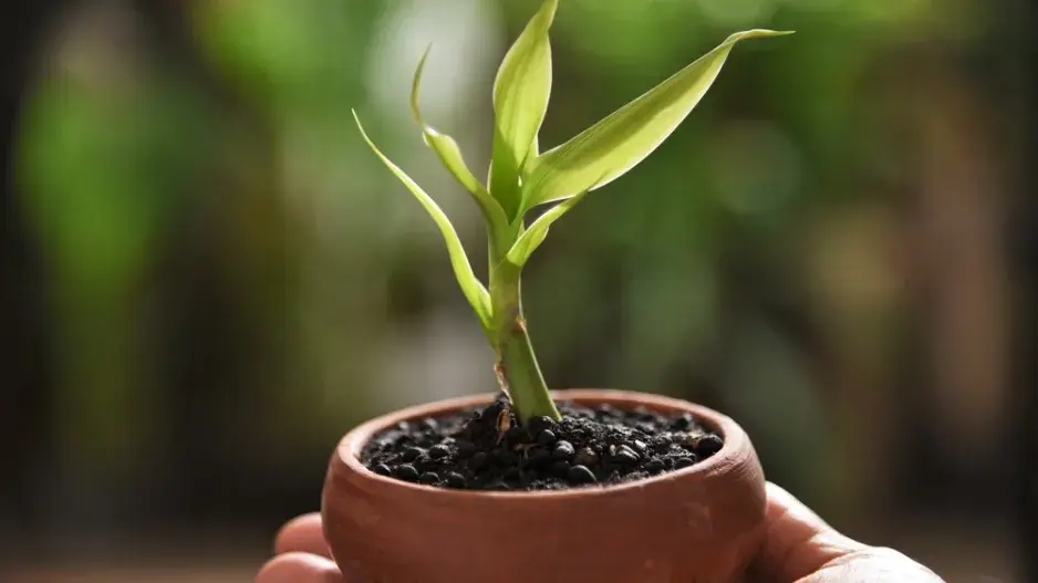 Lucky Bamboo Lucky Bamboo