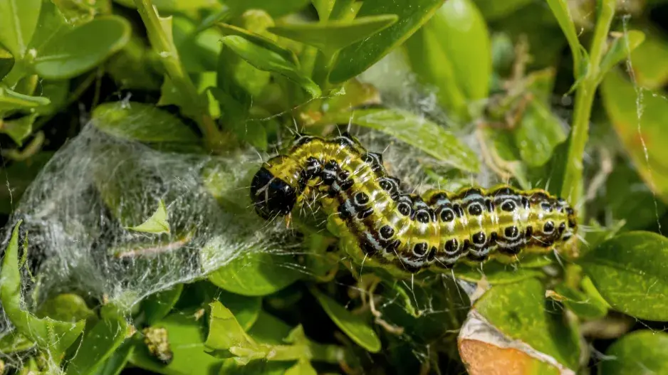 zavíječ zimostrázový