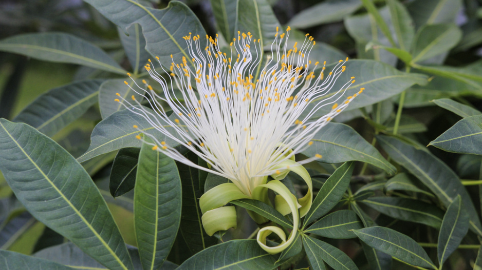 pachira