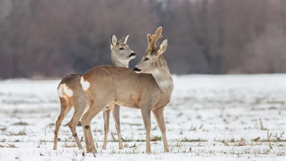 přikrmování lesní zvěř