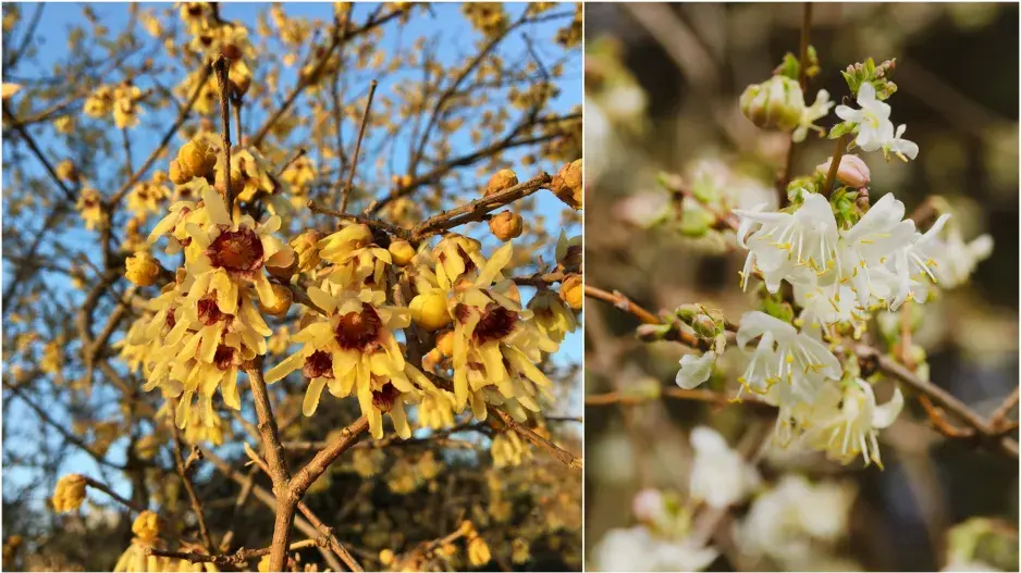 zimolez a zimnokvět
