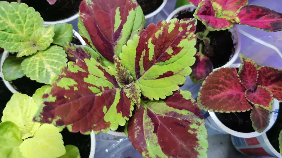 Africká kopřiva (Coleus blumei)  Africká kopřiva (Coleus blumei)