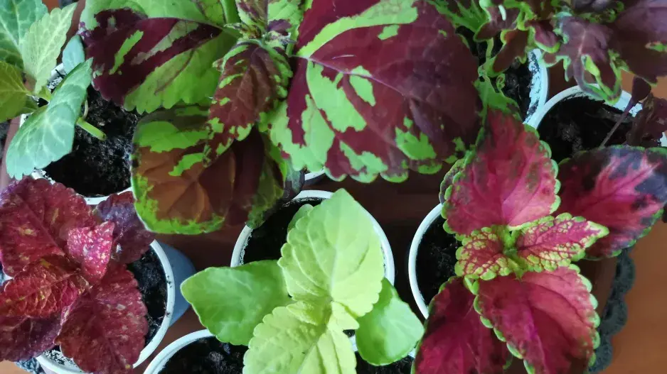 Africká kopřiva (Coleus blumei)  Africká kopřiva (Coleus blumei)